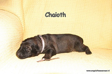 Chaioth, 1 week